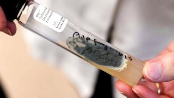 Lethal medicine contaminated with fungus