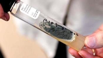Lethal medicine contaminated with fungus